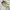 Clarks Casual Casual shoe Pria khaki cream photo 3