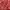 Jack Wolfskin Outerwear Kids red photo 4