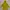 Jack Wolfskin Outerwear Kids Yellow