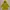 Jack Wolfskin Outerwear Kids Yellow