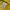 Jack Wolfskin Outerwear Kids yellow photo 7