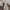 Adidas Sportswear Brief Pria white photo 3