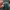 Champion Luxury Suit Pria green photo 3