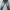 Wrangler Casual Jeans Pria Gray