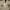 Adidas Sportswear Jersey Pria green white photo 1