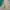 Lonsdale Windbreaker Pria green white photo 5