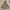 Outerwear Kids Brown
