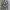 Nevada Casual Formal shirt Pria blue photo 3