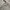 Zephyr D'Urban Luxury Minimalist Bodycon dress Wanita cream photo 3