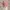 Lolita Coquette Blouse Wanita pink photo 1