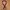 Number Nine Vintage Avant Garde Belt Pria brown photo 1