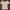 Indie Coquette Crop top Wanita cream photo 1
