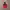 Adidas Y2K Sportswear Windbreaker Pria red photo 8