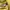 Adidas Casual Hoody Pria yellow photo 4
