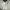 Timberland Luxury Casual Casual shirt Pria green white photo 4