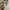 Dickies Indie Casual Formal shirt Pria khaki photo 3