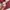 Dolce & Gabbana Casual Sweatshirt Pria burgundy photo 5