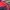 Fila Sportswear Casual Windbreaker Pria Navy Red