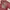 O'Neill Vintage Streetwear T-shirt Pria burgundy white photo 3