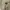 VANS Y2K Short Pria cream photo 5