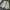 VANS Y2K Short Pria cream photo 2