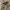 VANS Y2K Short Pria cream photo 6
