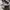 VANS Y2K Short Pria cream photo 8
