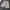 VANS Y2K Short Pria cream photo 3