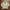 Levi's Minimalist Casual Harrington Jacket Pria Khaki Cream