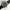 Quiksilver Vintage Casual Pria black photo 2