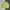 Nike Streetwear Skater Sweater Pria yellow photo 1