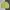 Nike Streetwear Skater Sweater Pria Yellow