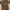 Burberry Luxury Formal shirt Pria tan brown photo 1
