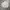 Kangol Y2K Puffer jacket Pria cream photo 2