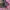Gorpcore Track jacket Pria pink photo 3