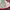 K-Swiss Gorpcore Track jacket Pria red photo 3