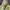 Gorpcore Track jacket Pria yellow photo 2
