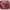 Bottega Veneta Luxury Casual Shoulder bag Wanita purple pink photo 1