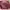 Bottega Veneta Luxury Casual Shoulder Bag Wanita Purple Pink