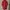 Sportswear Jersey Pria red photo 2