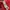 Sportswear Jersey Pria red photo 4