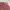 Polo Ralph Lauren Indie Casual Casual shirt Pria burgundy photo 2