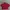 Y2K Skater Formal Shirt Pria Red