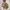 SLY Y2K Avant Garde Puffer jacket Wanita brown photo 2