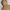 SLY Y2K Avant Garde Puffer jacket Wanita brown photo 7