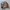 Carhartt Streetwear Harrington jacket Pria brown photo 1