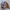Carhartt Streetwear Harrington Jacket Pria Brown