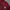Sportswear Jersey Pria burgundy brown photo 2