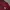 Sportswear Jersey Pria Burgundy Brown