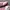 Adidas Casual Sneakers Wanita multicolor photo 2